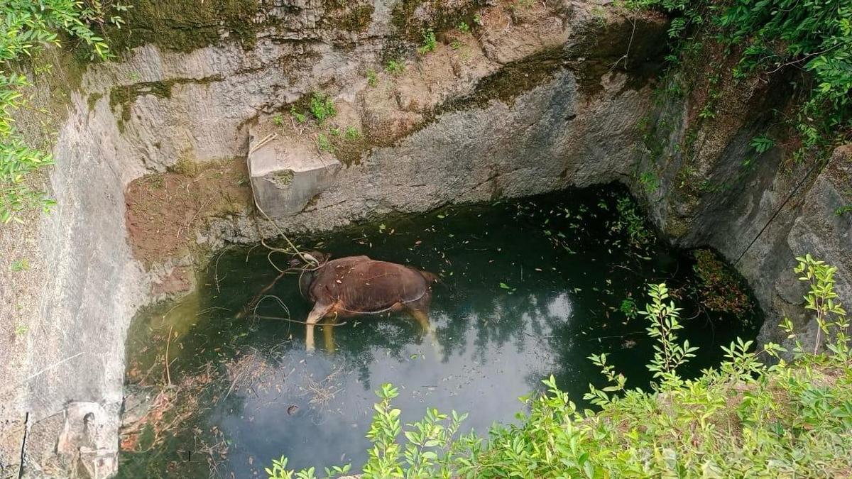Gaur found dead in an open well